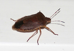 Shield bug