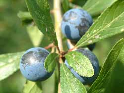 Sloe's - Fruit of the Blackthorn
