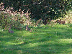 Smidge chases rabbits