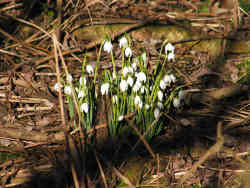 Snowdrops in bloom