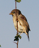 Sparrow