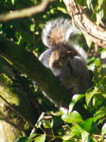 A nosey Grey Squirrel