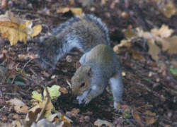 Squirrel burying an acorn