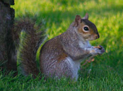 Squirrel eating an a nut, probably an acorn