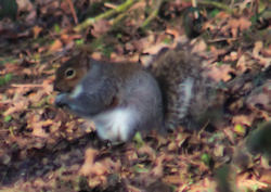 squirrel in gully