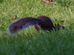 Squirrel stalking wild nuts :-)