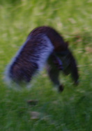 Squirrel pounces on nut :-)