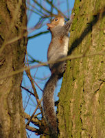 Squirrel in tree