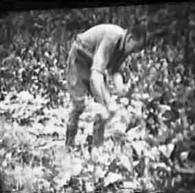 Pulling and topping the Swede