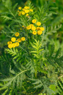 Tansy