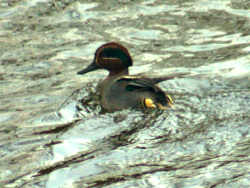 A Teal swims away from me