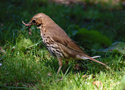 Thrush collecting worms to feed to young.