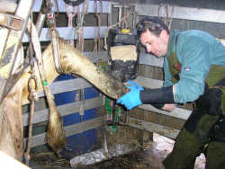 Guy trimming a cows foot