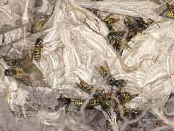 Wasps rebuilding nest