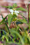 White Dead Nettle