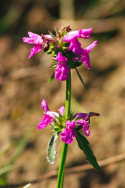 Wild Basil
