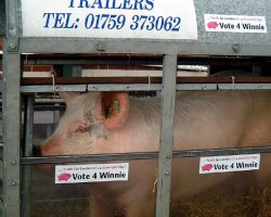 The most Famous candidate from the London Mayor election Winnie The Pig from Westminster. Winnie is a 2 year old gilt that spent 3 months outside the Houses of Parliament!