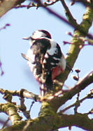 Woodpecker