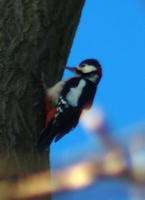 Greater spotted woodpecker
