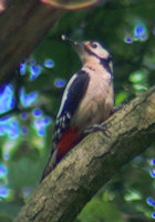 Woodpecker